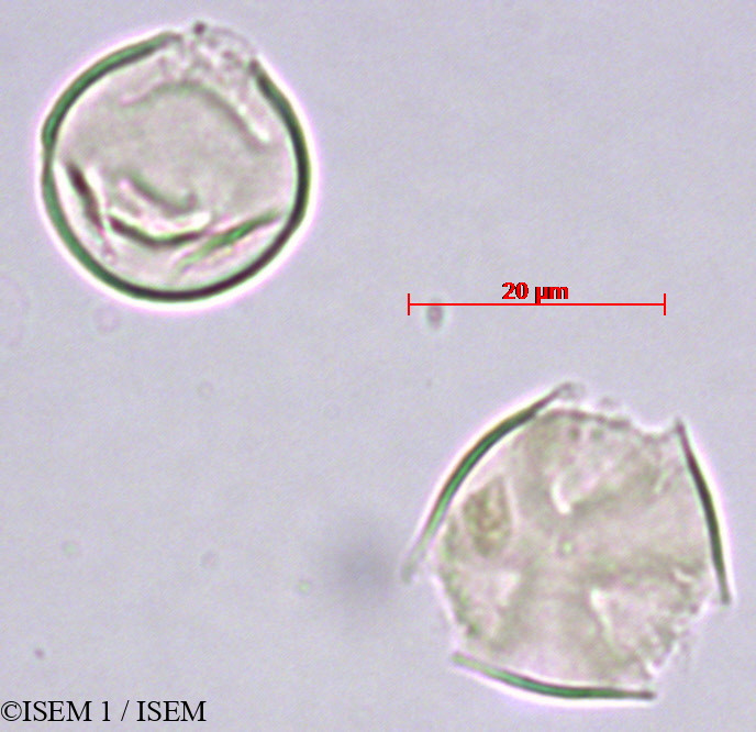 ISEM 1/Saurauia_rusbyi_29454/Saurauia_rusbyi_29454_0002(copy).jpg